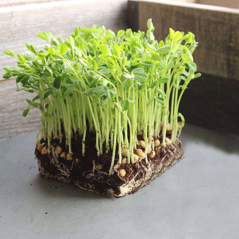 Выращивание микрозелени - полезные советы!